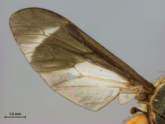 Chrysops hinei by the Smithsonian. Used under a CC0 license.