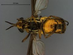 Chrysops hinei by the Smithsonian. Used under a CC0 license.
