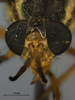 Chrysops hinei by the Smithsonian. Used under a CC0 license.