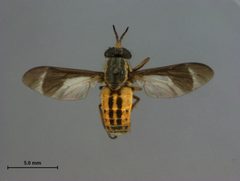 Chrysops hinei by the Smithsonian. Used under a CC0 license.
