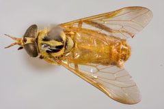 Diachlorus anduzei by the Smithsonian. Used under a CC0 license.
