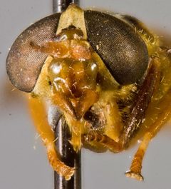 Diachlorus anduzei by the Smithsonian. Used under a CC0 license.