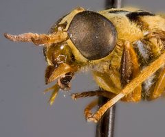 Diachlorus anduzei by the Smithsonian. Used under a CC0 license.