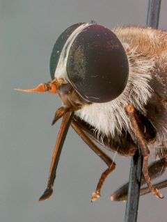 Esenbeckia weemsi by the Smithsonian. Used under a CC0 license.