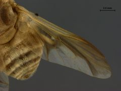 Goniops hippoboscoides by the Smithsonian. Used under a CC0 license.