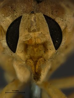 Goniops hippoboscoides by the Smithsonian. Used under a CC0 license.