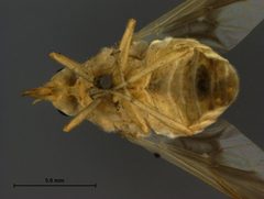 Goniops hippoboscoides by the Smithsonian. Used under a CC0 license.
