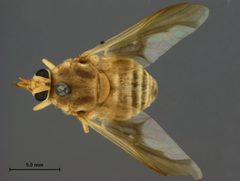 Goniops hippoboscoides by the Smithsonian. Used under a CC0 license.