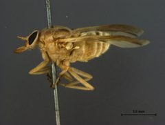Goniops hippoboscoides by the Smithsonian. Used under a CC0 license.
