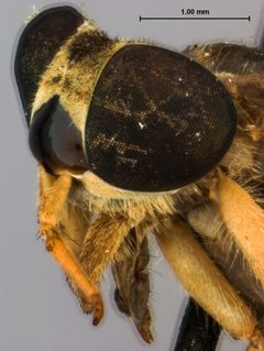 Haematopota biorbis by the Smithsonian. Used under a CC0 license.