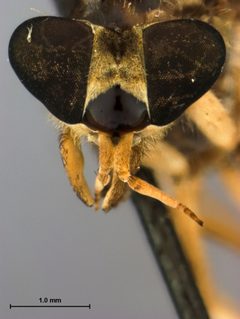 Haematopota biorbis by the Smithsonian. Used under a CC0 license.