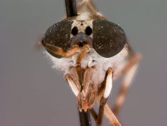 Haematopota hainani by the Smithsonian. Used under a CC0 license.