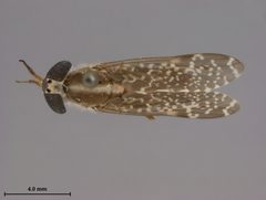 Haematopota hainani by the Smithsonian. Used under a CC0 license.