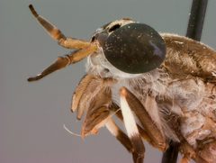 Haematopota hainani by the Smithsonian. Used under a CC0 license.
