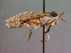 Haematopota hainani by the Smithsonian. Used under a CC0 license.