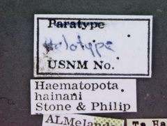 Haematopota hainani by the Smithsonian. Used under a CC0 license.
