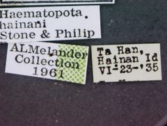 Haematopota hainani by the Smithsonian. Used under a CC0 license.