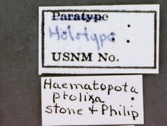Haematopota prolixa by the Smithsonian. Used under a CC0 license.