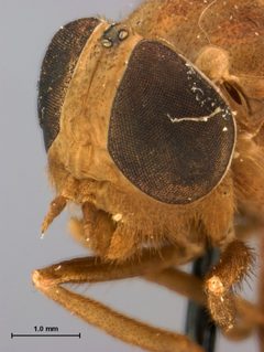 Merycomyia brunnea by the Smithsonian. Used under a CC0 license.