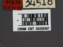 Merycomyia brunnea by the Smithsonian. Used under a CC0 license.