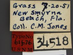 Merycomyia brunnea by the Smithsonian. Used under a CC0 license.