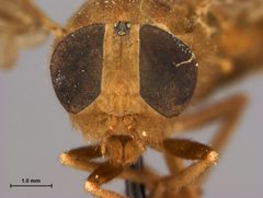 Merycomyia brunnea by the Smithsonian. Used under a CC0 license.
