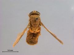 Merycomyia brunnea by the Smithsonian. Used under a CC0 license.