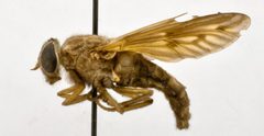 Merycomyia haitiensis by the Smithsonian. Used under a CC0 license.