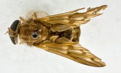 Merycomyia haitiensis by the Smithsonian. Used under a CC0 license.