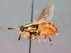 Neochrysops globosus by the Smithsonian. Used under a CC0 license.