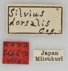 Silvius (Heterosilvius) dorsalis by the Smithsonian. Used under a CC0 license.