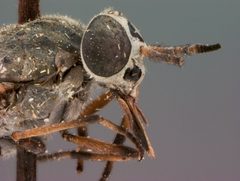 Silvius gibsoni by the Smithsonian. Used under a CC0 license.