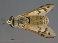 Silvius sayi by the Smithsonian. Used under a CC0 license.