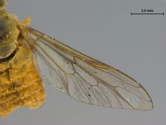 Silvius (Neosilvius) suifui by the Smithsonian. Used under a CC0 license.