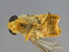 Silvius (Neosilvius) suifui by the Smithsonian. Used under a CC0 license.