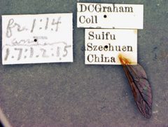 Silvius (Neosilvius) suifui by the Smithsonian. Used under a CC0 license.