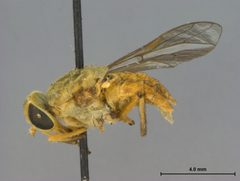 Silvius (Neosilvius) suifui by the Smithsonian. Used under a CC0 license.