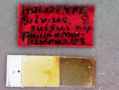 Silvius (Neosilvius) suifui by the Smithsonian. Used under a CC0 license.