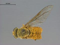 Silvius (Neosilvius) suifui by the Smithsonian. Used under a CC0 license.