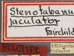 Stenotabanus (Stenotabanus) jaculator by the Smithsonian. Used under a CC0 license.