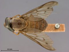 Stenotabanus (Stenotabanus) jaculator by the Smithsonian. Used under a CC0 license.