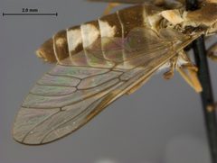 Stenotabanus trilunatus by the Smithsonian. Used under a CC0 license.
