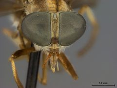 Stenotabanus trilunatus by the Smithsonian. Used under a CC0 license.