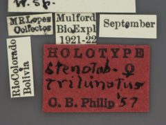 Stenotabanus trilunatus by the Smithsonian. Used under a CC0 license.