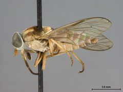 Stenotabanus trilunatus by the Smithsonian. Used under a CC0 license.