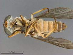 Stenotabanus trilunatus by the Smithsonian. Used under a CC0 license.