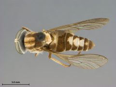 Stenotabanus trilunatus by the Smithsonian. Used under a CC0 license.