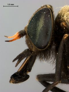 Stonemyia albomacula by the Smithsonian. Used under a CC0 license.