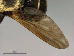 Stonemyia albomacula by the Smithsonian. Used under a CC0 license.