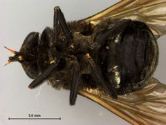 Stonemyia albomacula by the Smithsonian. Used under a CC0 license.